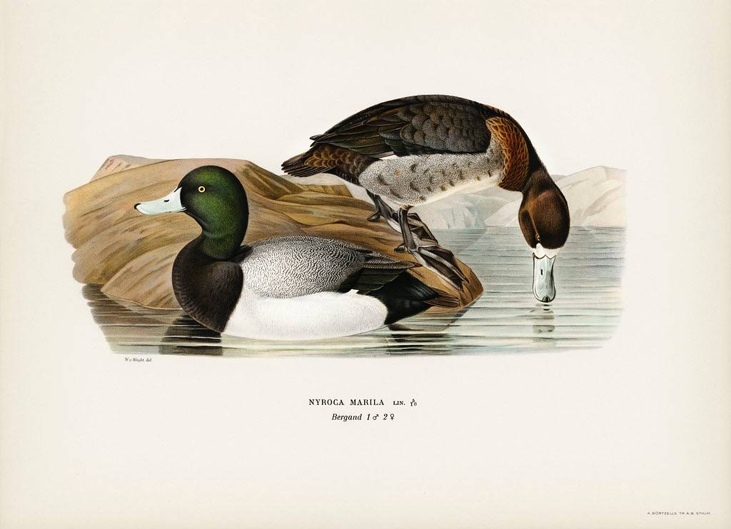 Greater Scaup, Scaup (Nyroca marila) illustrated by the von Wright brothers. Digitally enhanced from our own 1929 folio version of Svenska Fåglar Efter Naturen Och Pa Sten Ritade. by Free Public Domain Illustrations by rawpixel is licensed under CC BY 2.0